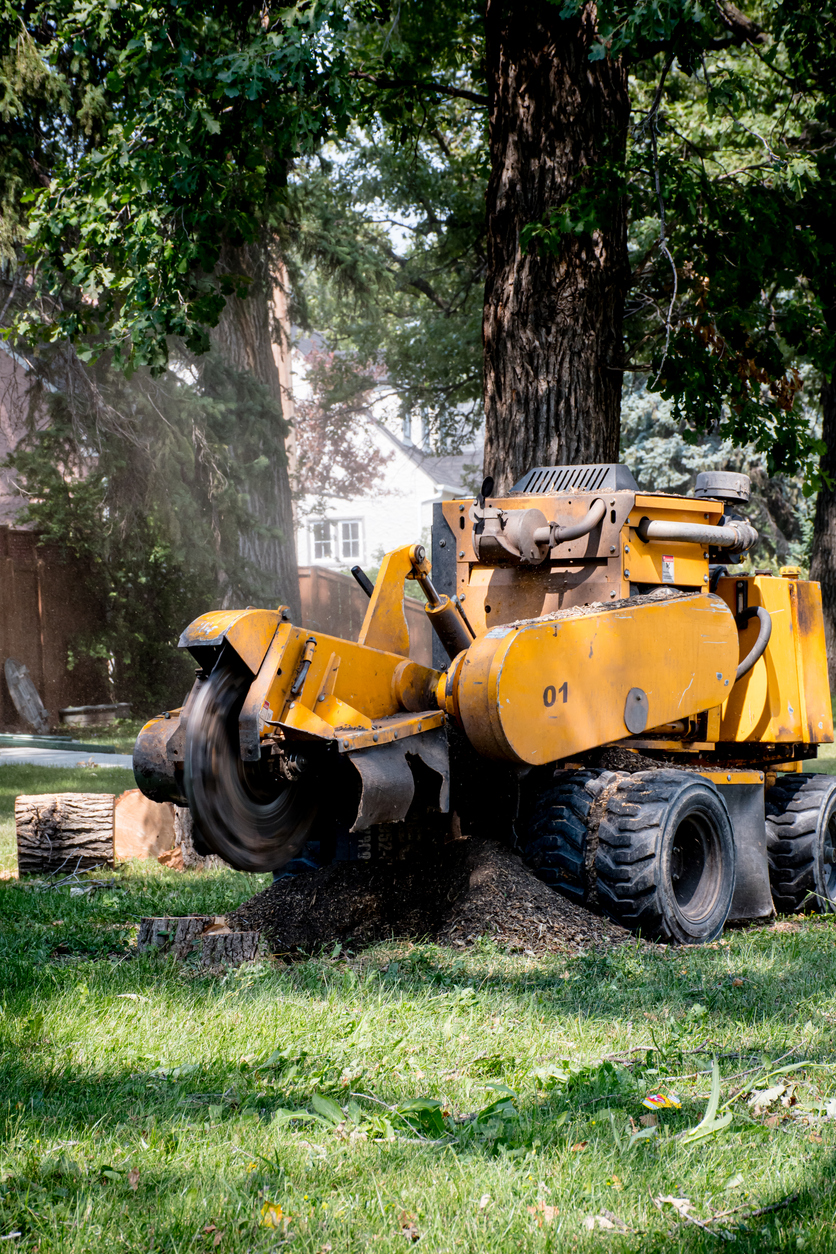 Stump Removal with a Stump Grinder Tree stump removal in the backyard using the Tree Removal Kemptville service<br />