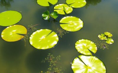 Ottawa Pond Cleaning Services: Keep Your Water Feature Fresh and Healthy