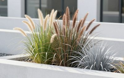 Ornamental Grass Guide for Modern Landscaping