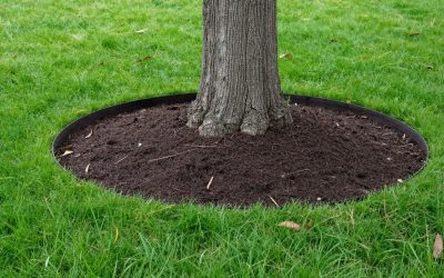 Garden Edging Solutions to Prevent Root Rot & Soil Erosion Around Trees