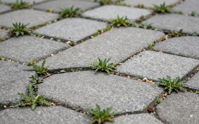 Interlock Joint Sand Problems: Why Weeds Keep Coming Back in Ottawa