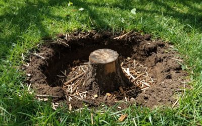 What Happens After Stump Removal? Yard Restoration Guide