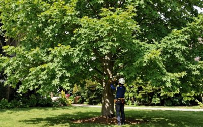Felling a Tree vs Tree Removal: What Homeowners Should Know