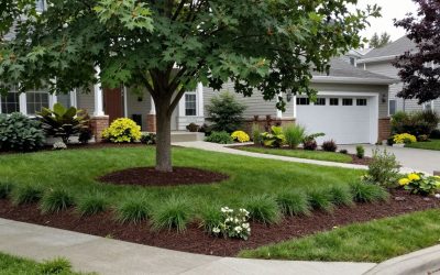 How to Prevent Tree Roots From Damaging Lawns and Gardens